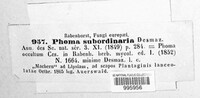 Diaporthe subordinaria image
